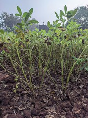 Peanuts ttree on the fields