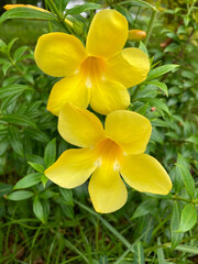 golden trumpet flower Allamanda cathartica Native plants of Brazil.