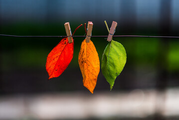 Red yellow green leaf hanging on clothespins in an open space