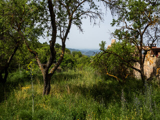imagen de un patio de una casa con la hierba alta y árboles 