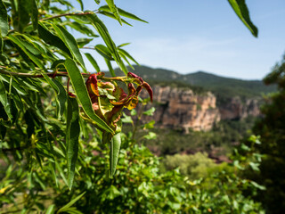 imagen de unas hojas saliendo del árbol con las montañas de fondo 