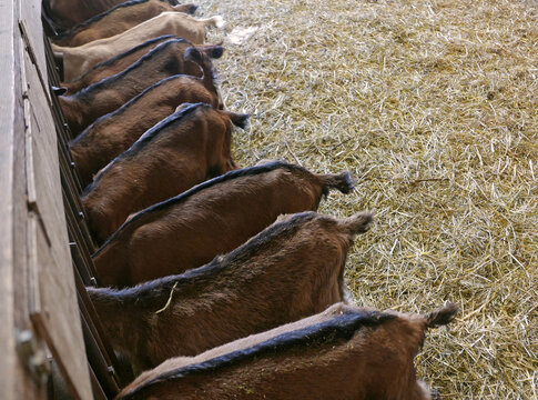immagine di dorsi capre in fila che mangiano nella fattoria 