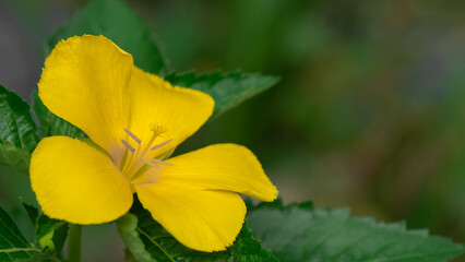 Fototapeta na wymiar yellow flowers