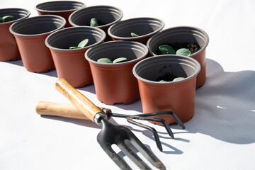 Set of seedlings in plastic pots on white table with garden tools. Green plants in peat pots. Baby plants sowing in small pots. Trays for agricultural seedlings.