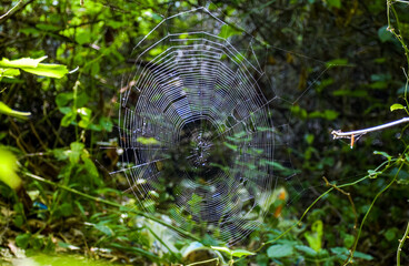 spider web shining in forest