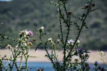 Cardos grandes en el fondo montaña desenfocada