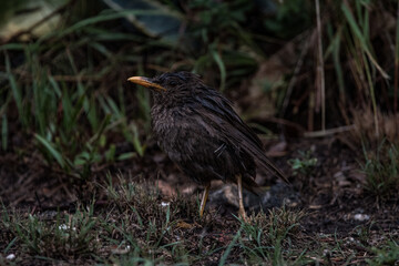 Pajaro comiendo en el campo