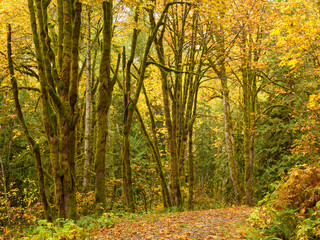 Forest road among old yellow maples in Pacific Northwest in autmn season.