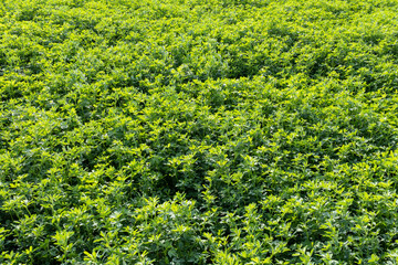 Close-up of an alfalfa field. - obrazy, fototapety, plakaty