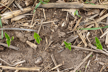 Young soybean plants in the VC growth stage no-tilled into a field of corn stalks. - obrazy, fototapety, plakaty