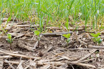 Ground level shot of soybeans in the VC growth stage planted into corn stalks and a winter rye cover crop.