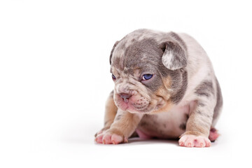 Merle tan French Bulldog dog puppy on white background