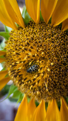 sunflower and ladybug
