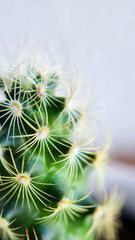 Obraz premium cactus closeup