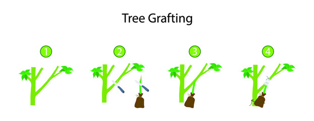 illustration of gardening and landscape, Tree grafting  is a horticultural technique whereby tissues of plants are joined so as to continue their growth together
 - obrazy, fototapety, plakaty