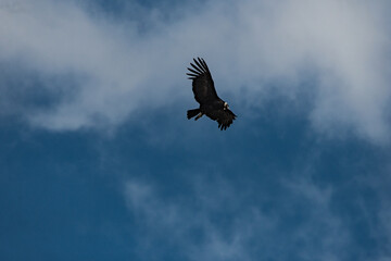 Cordor en vuelo con nubes de fondo