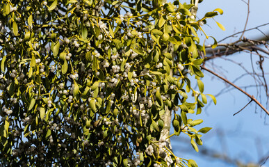 Mistletoe, Viscum, a parasitic plant on the tree. Mistletoe with white fruit growing on a birch...