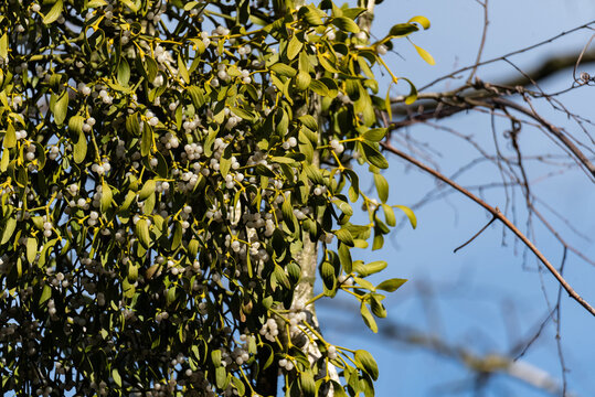 Mistletoe, Viscum, a parasitic plant on the tree. Mistletoe with white fruit growing on a birch tree, isolated against a blue sky.