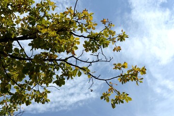 Autumn colors in the Arboretum of the M.A. Lisavenko Research Institute of Horticulture of Siberia of the Russian Academy of Agricultural Sciences in Barnaul
