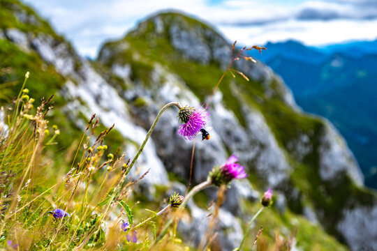 Allg&auml;uer Bergflora und Fauna