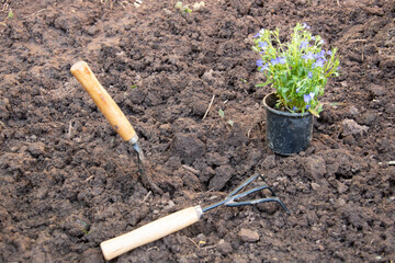 planted flowers in the garden. Planting flowers into a soil wits garden tools
