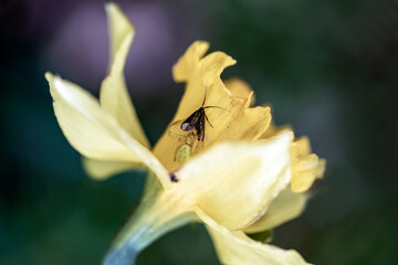 bug on flower, nacka sweden, sverige