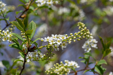Prunus padus white flowering bird cherry hackberry tree, hagberry mayday tree in bloom, ornamental park flowers on branches