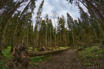 Path in the spring forest, in cloudy weather, cloudy sky. In the foreground is a wind-blown tree.