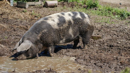 photo of an beautiful danish old spotted pig on the way in an mud bath