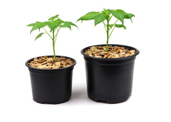 Pepper seedlings in a black pot isolated on a white background..A young pepper sprout in a pot.Pepper seedlings. Copy space.Gardening