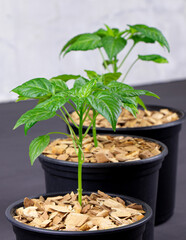 Pepper seedlings in a black pot mulched with chips.A young pepper sprout in a pot isolated on a white background.Pepper seedlings. Copy space.Gardening.Vertical orientation
