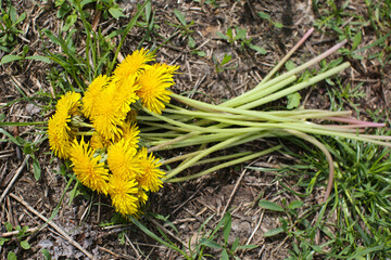 a discarded bouquet of dandelions lies on the ground