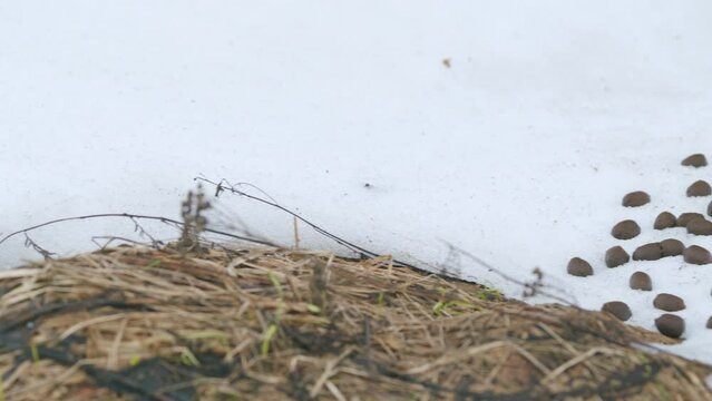 Many balls of moose or deer dung on snow.