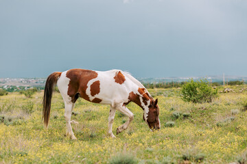 Low angle shot of multi colored horse grazing on green pasture next to the village