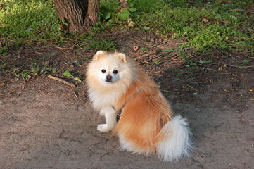 German small spitz on a walk in the forest