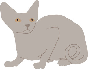 gray cat breed canadian sphynx lies with his tail between his legs