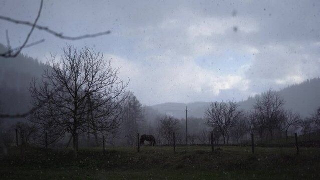 Lonely horse on a scary field during a snowfall. Moody snow and fog. Mystical fantasy. Halloween atmosphere. Horor like scenery. Dark moody landscape with horse. Mysterious landscape 