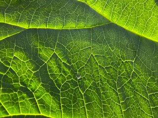 green leaf texture