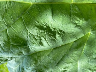 green leaf background