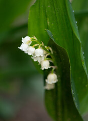 Lily of the Valley white flower shaped like a bell springtime dew