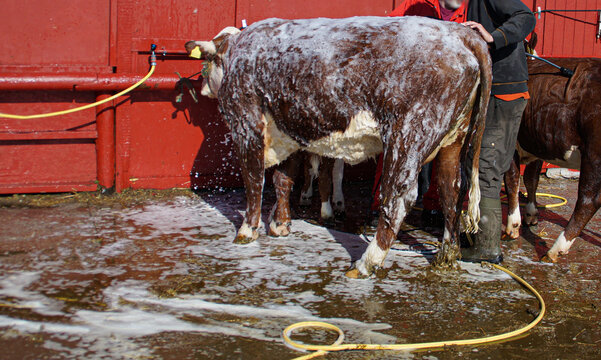 Hereford Cow Getting Washed Before Show