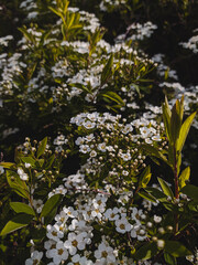 spring in the park