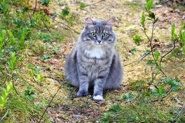 Naklejka na ściany i meble Fluffy gray domestic cat in the forest