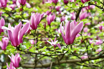 Blooming magnolia.