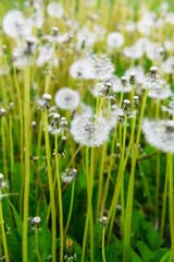 Fluffy dandelions on the lawn in the park. Amazing meadow with wildflowers.