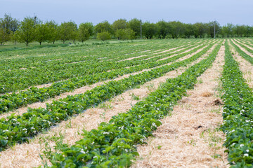 Fototapeta na wymiar View of the strawberry field. Rows of strawberries stretch to the horizon.