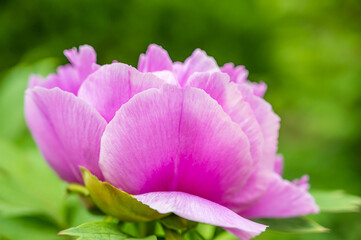 ピンク色の牡丹