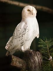 Polish white owl