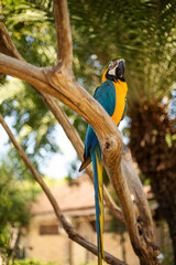 Portrait of yellow-blue parrot Macaw