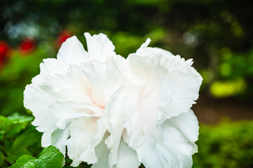 白い牡丹の花